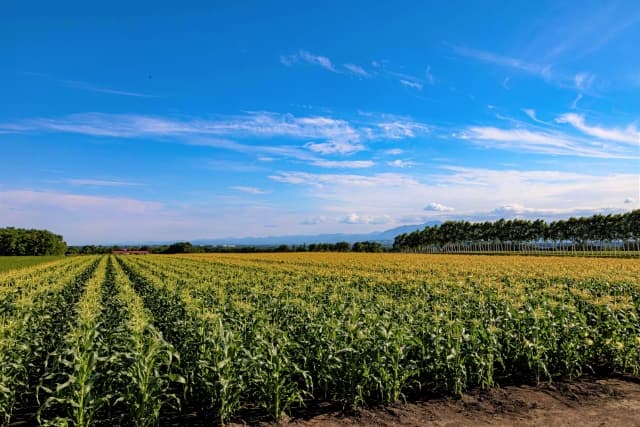 北海道のトウモロコシ畑